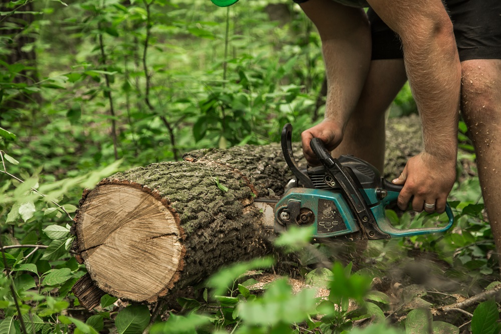 tree removal frankston