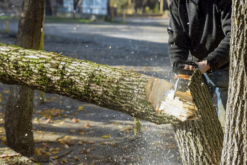 tree removal frankston