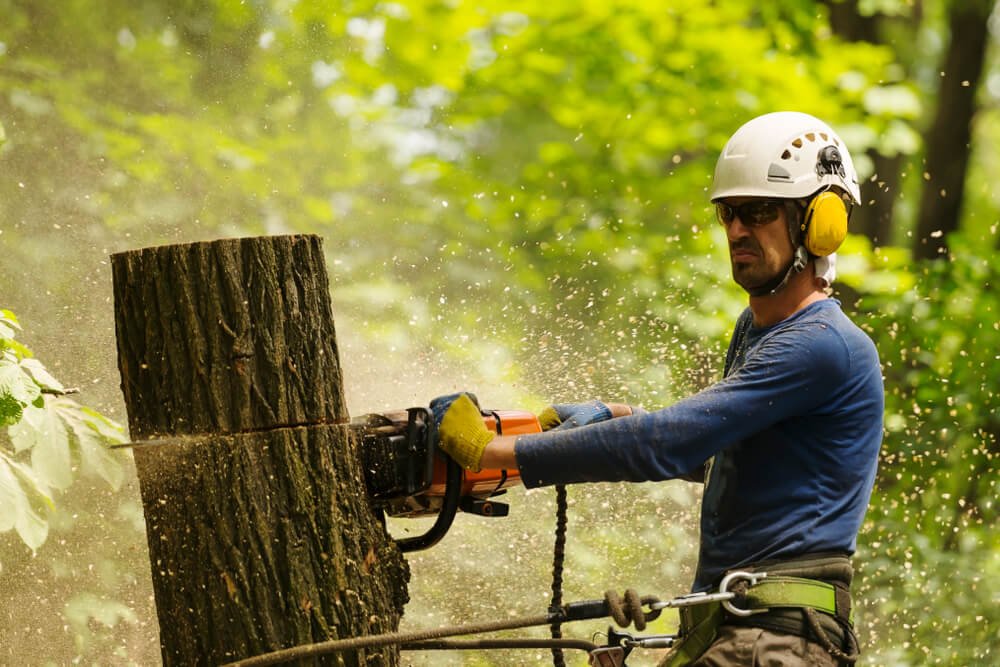 Arborist-Service