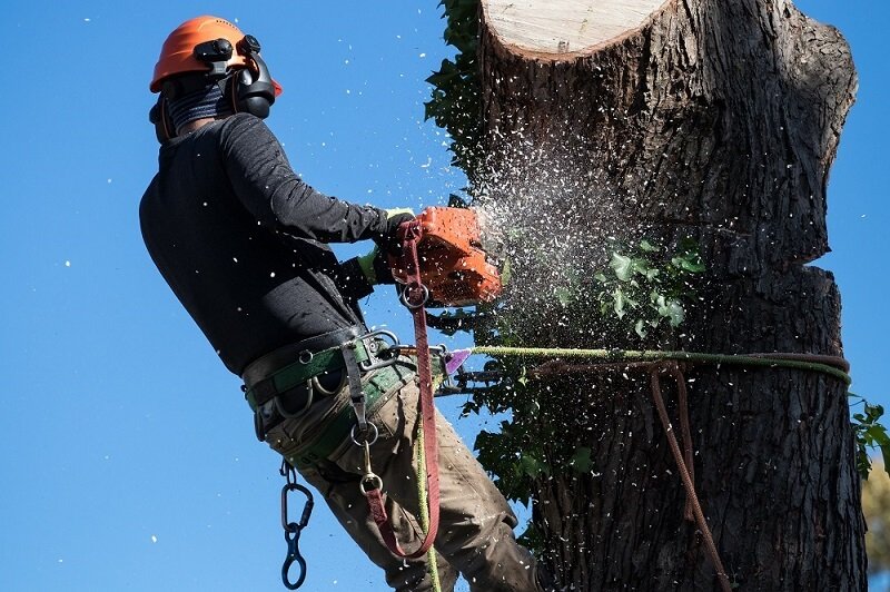 tree-removal-ringwood