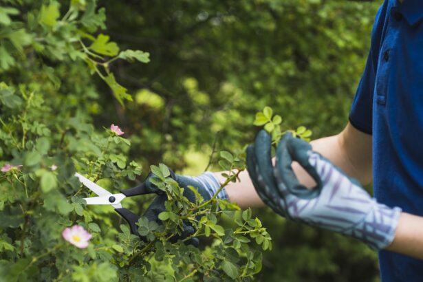 tree trimmers melbourne