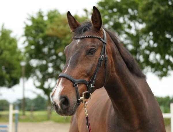 Gelding Halters