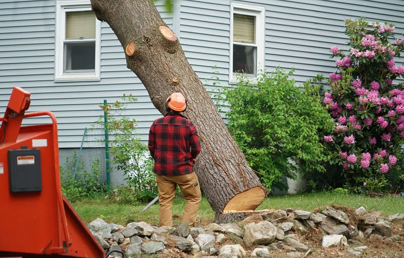 Tree Stump Removal