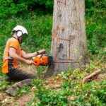 tree removal frankston