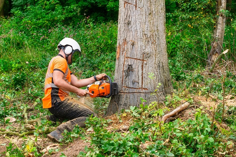 tree removal frankston