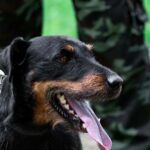Doggy Bootcamps
