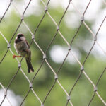 Bird Netting