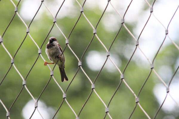 Bird Netting