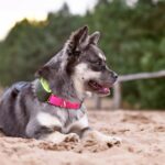 handmade dog collars