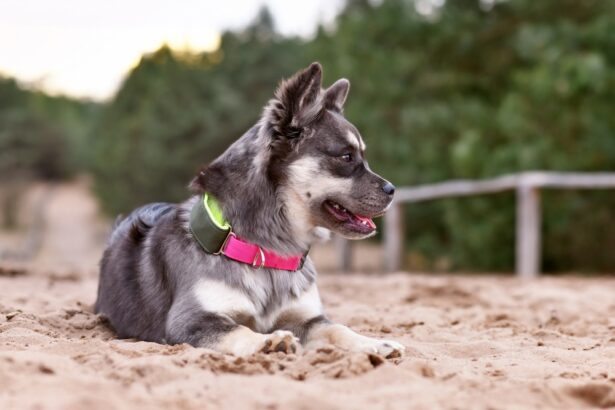 handmade dog collars