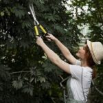 tree pruning service