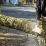 tree removal melbourne