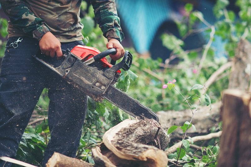 tree removal melbourne