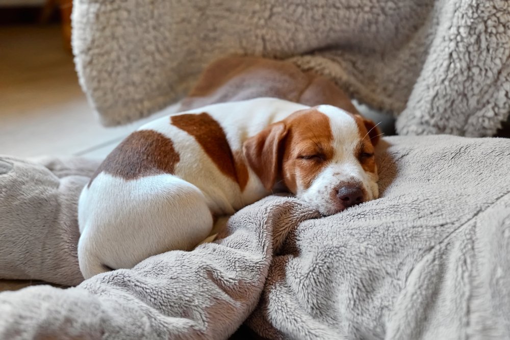 buy warm dog bed