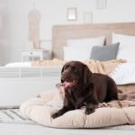 buy warm dog bed