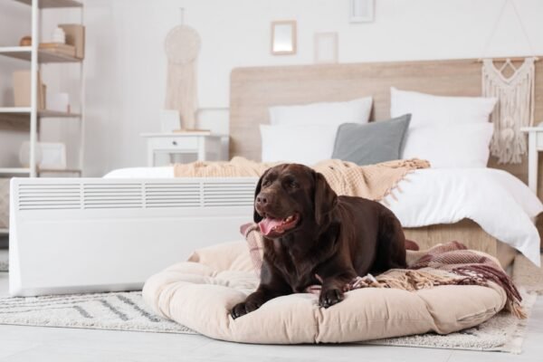 buy warm dog bed
