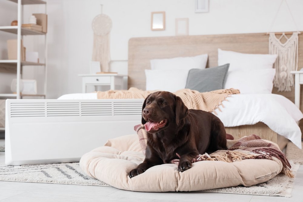 buy warm dog bed