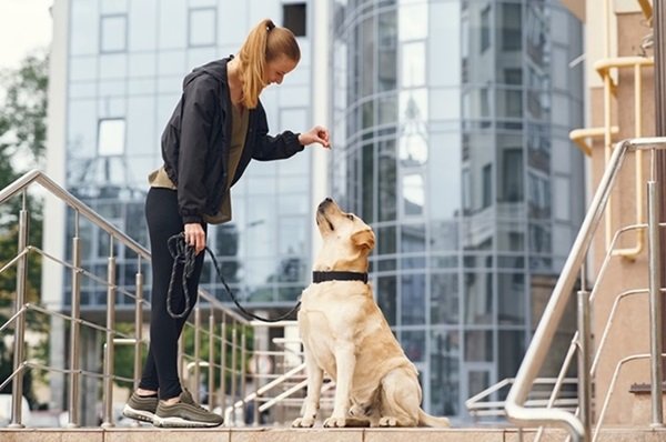 dog boarding victoria